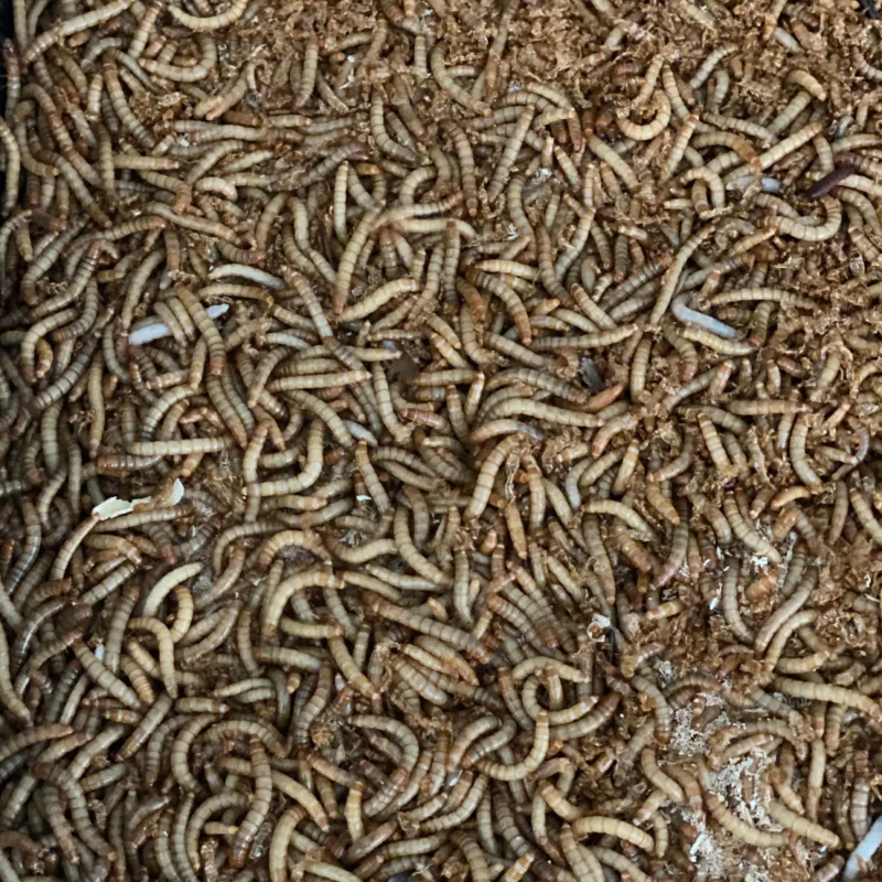 mealworm powder food grade