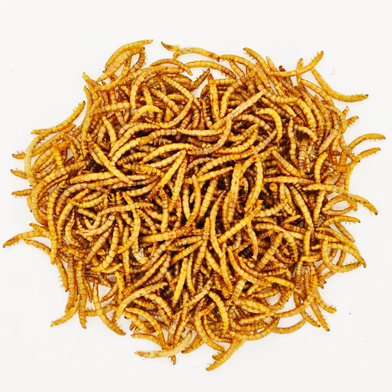 mealworms
