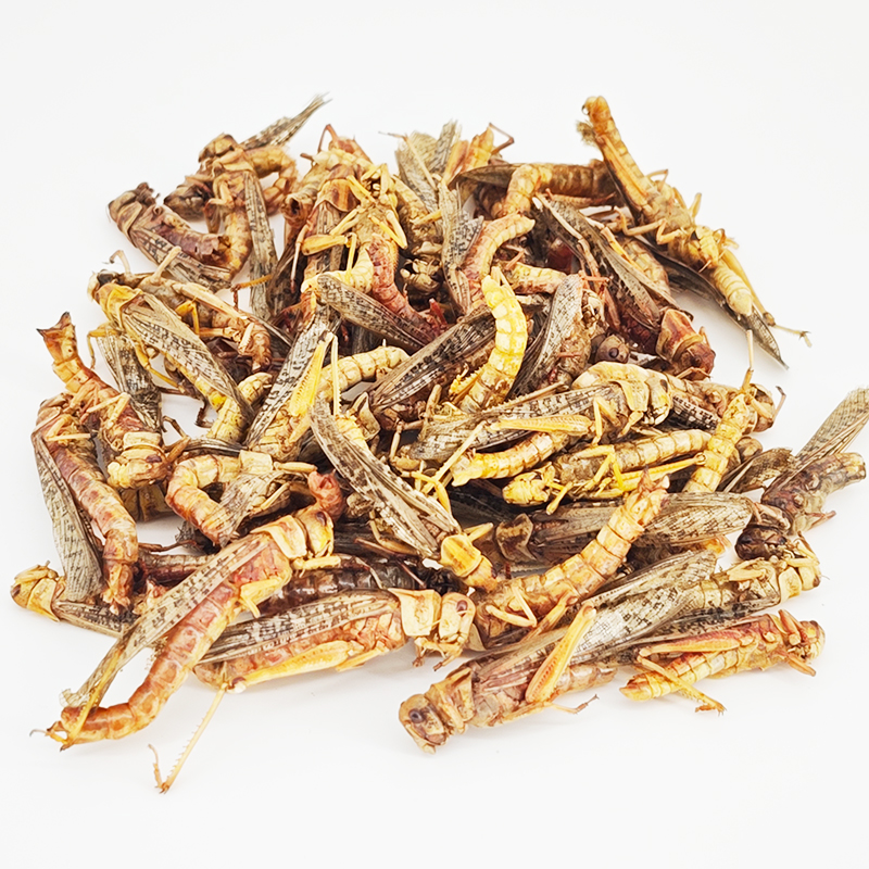 mealworms1