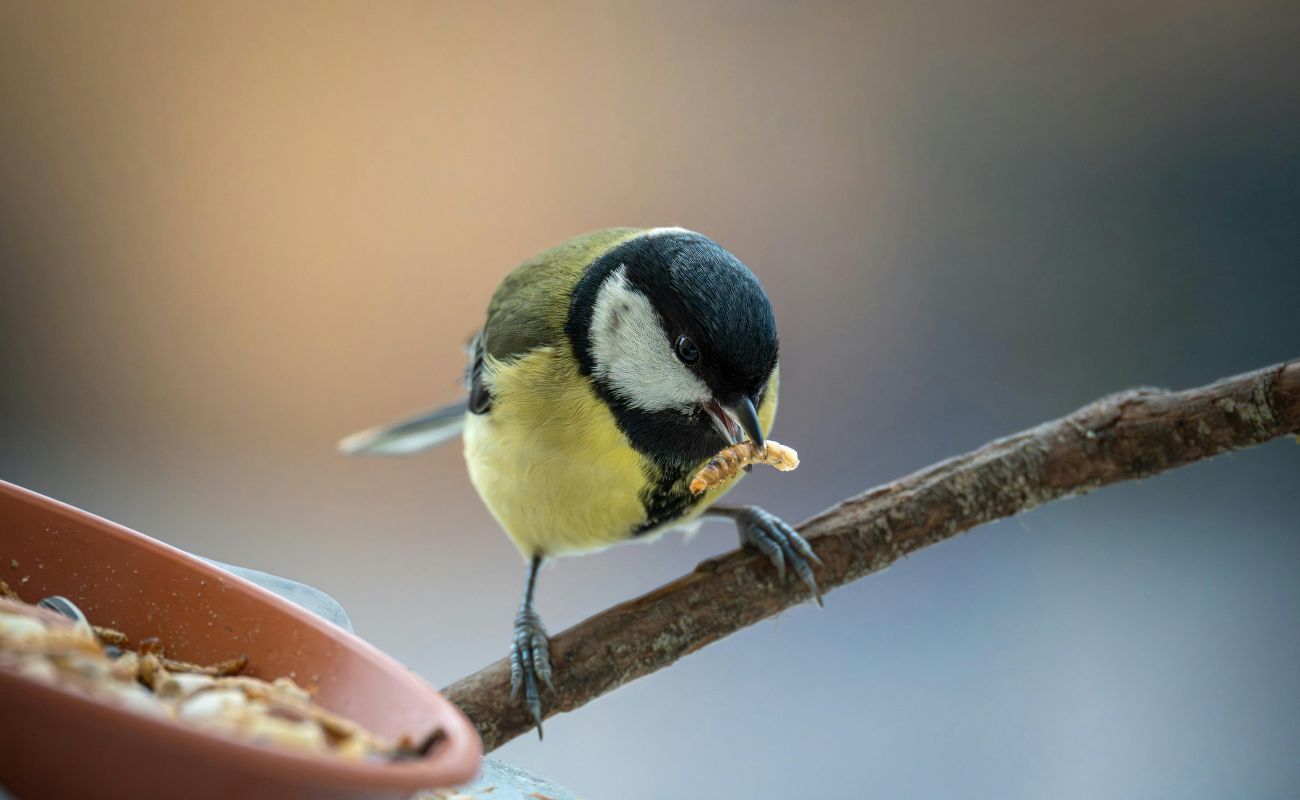 what birds eat mealworms