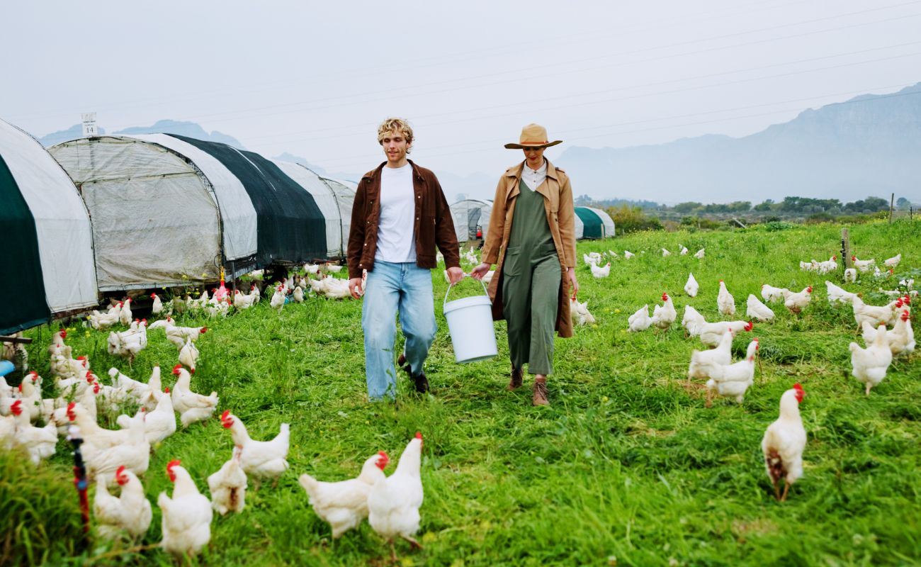 how to breed mealworms
