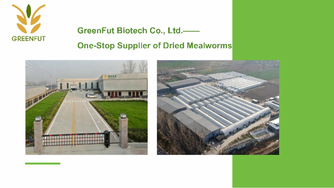 greenfut Mealworms