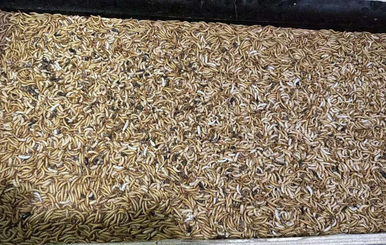 How to Raise Mealworms 1