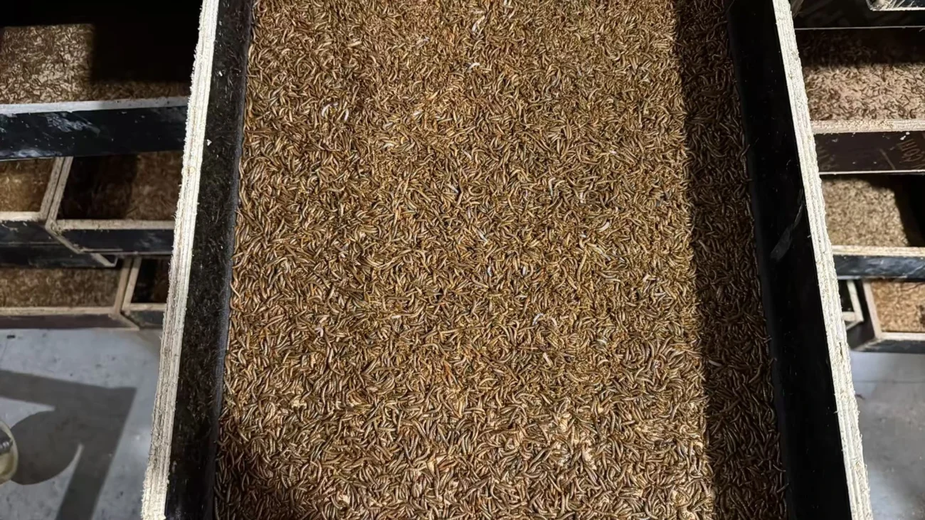 How to Raise Mealworms 2