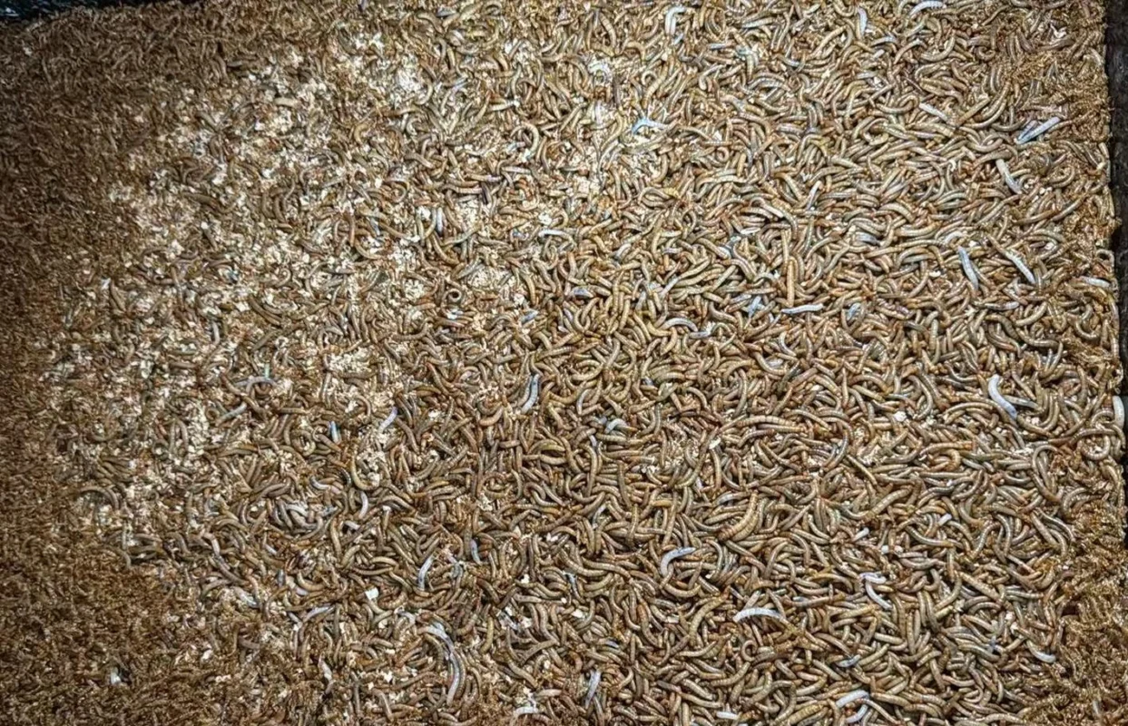 How to Raise Mealworms 3