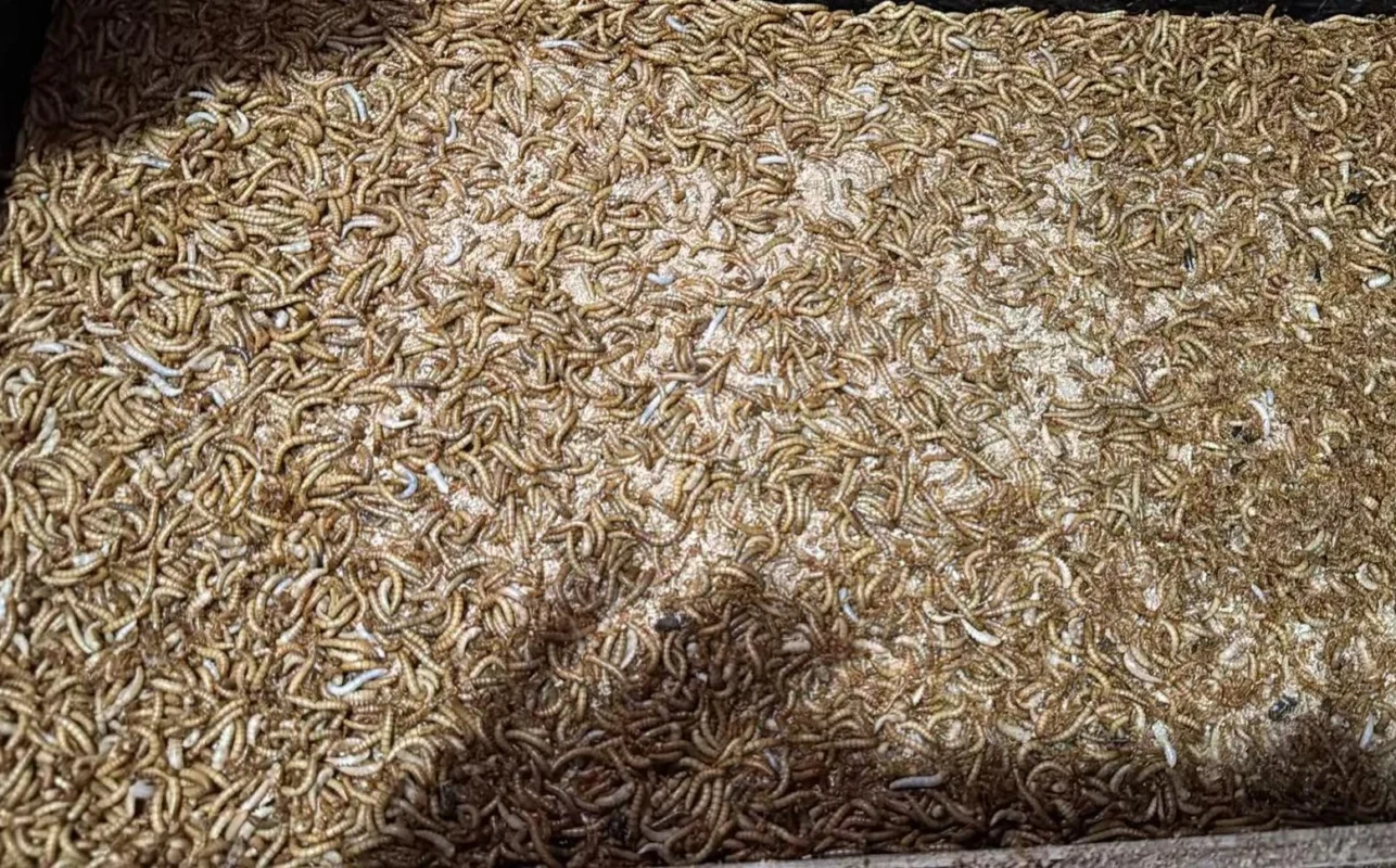How to Raise Mealworms 4
