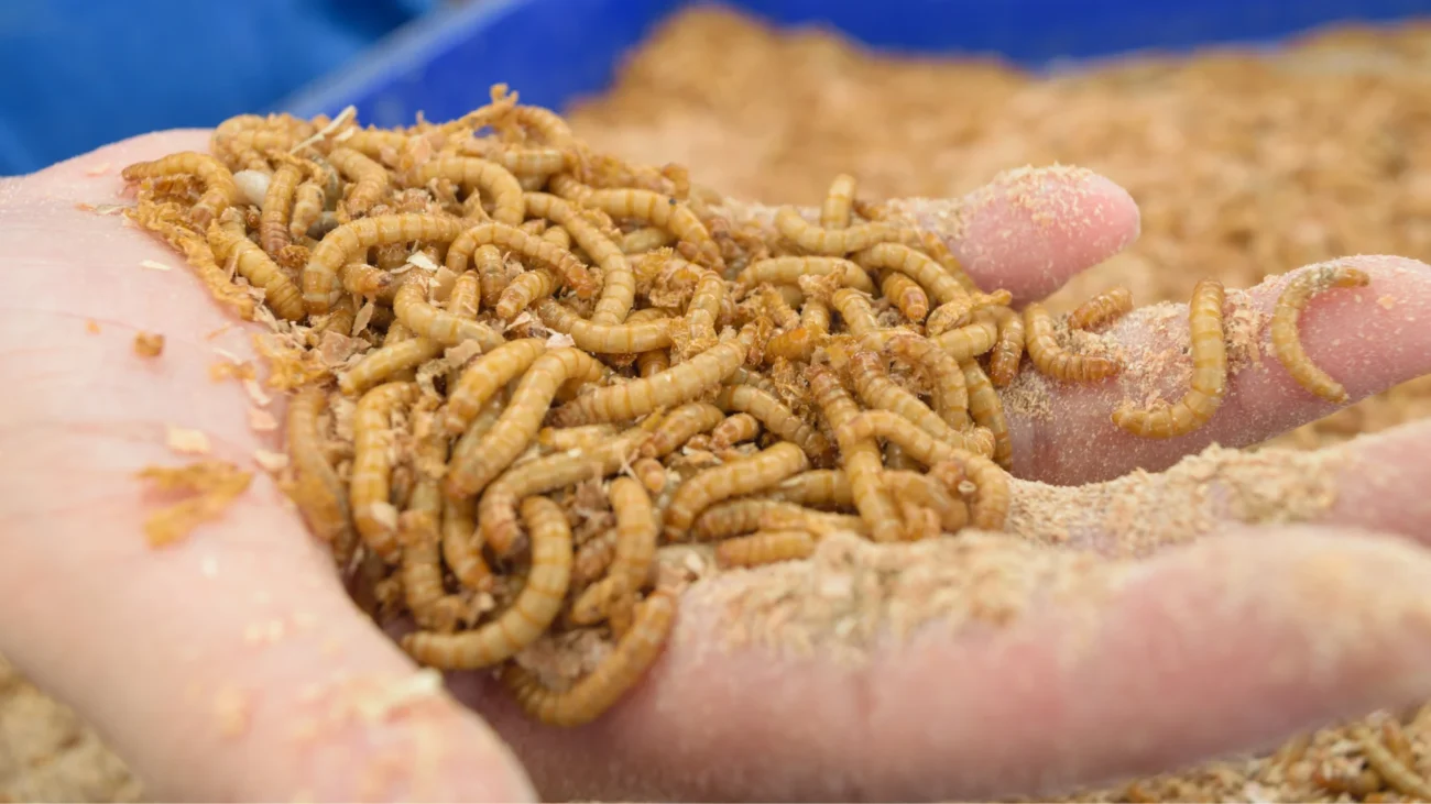 Mealworm protein pet food
