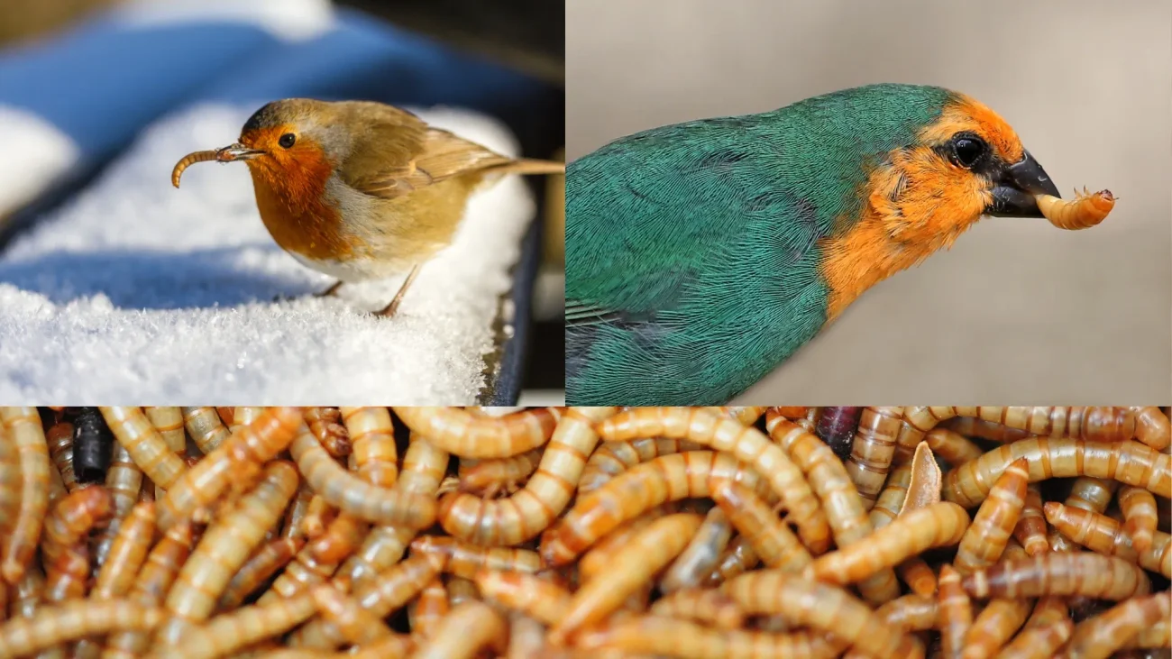 Why Mealworms Are an Excellent Ingredient for Bird Feed